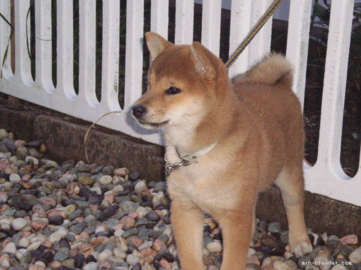 代表犬｜小川　俊夫(おがわ　としお)ブリーダー(三重県・柴犬・日本犬保存会登録)の紹介写真3