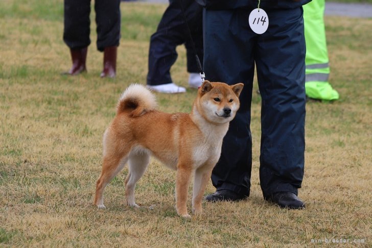 小川　俊夫(おがわ　としお)ブリーダー(三重県・柴犬・日本犬保存会登録)の紹介写真6