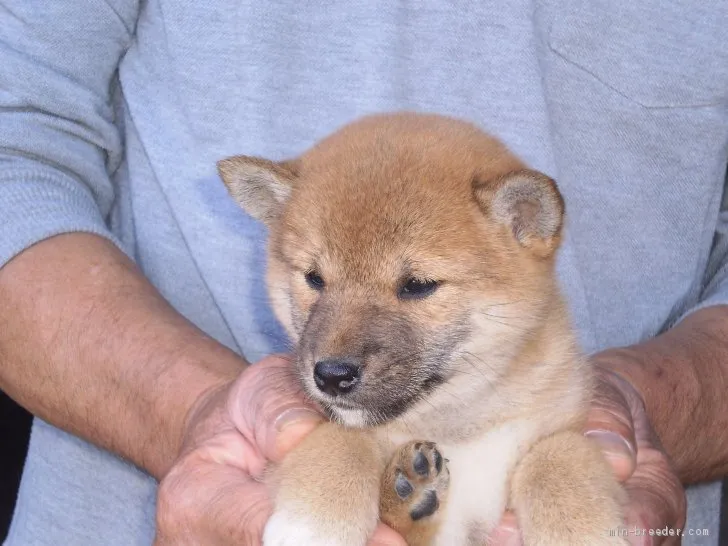 ID:1911-00427の子犬