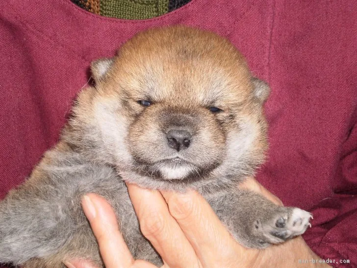 源九郎母 様のお迎えした子犬