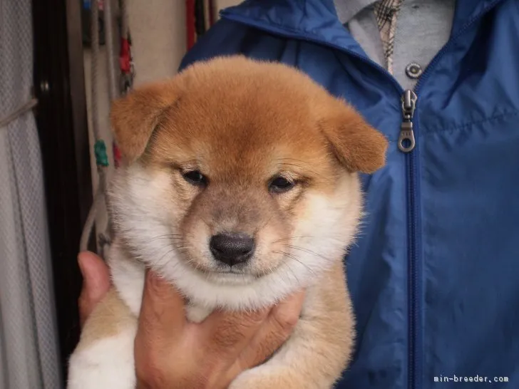 ID:1710-01415の子犬