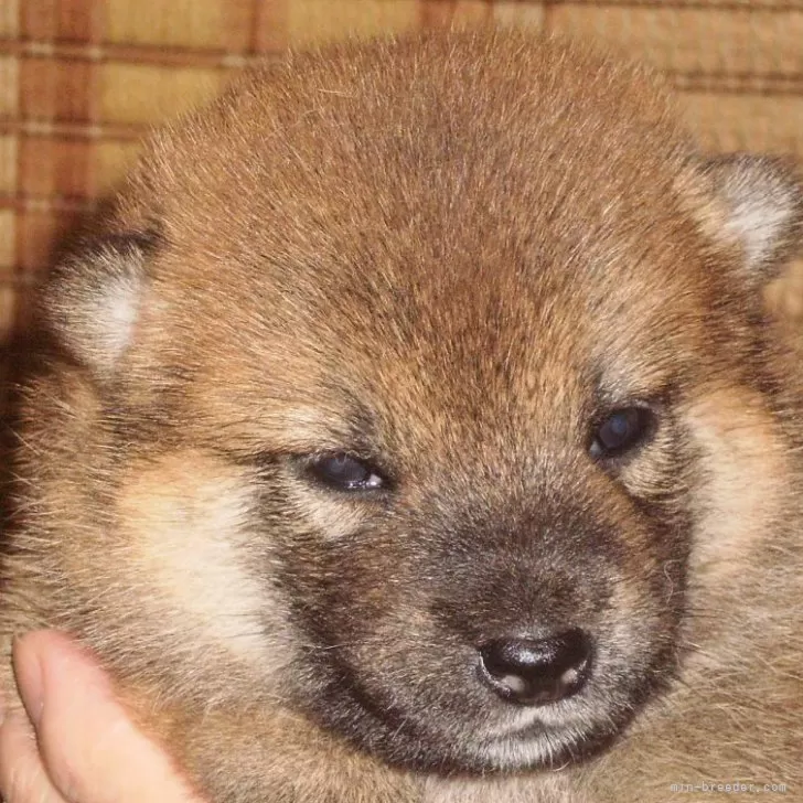 ID:2408-07157の子犬