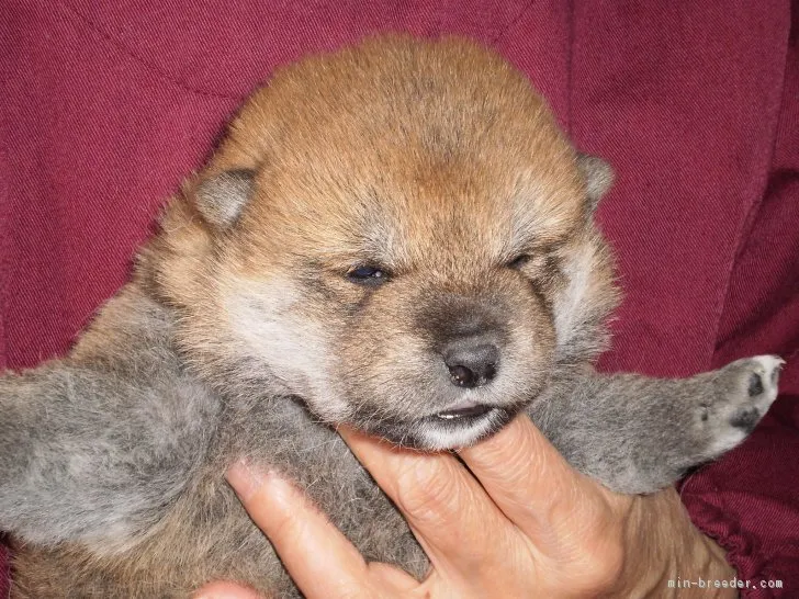 ryunoouchi 様のお迎えした子犬