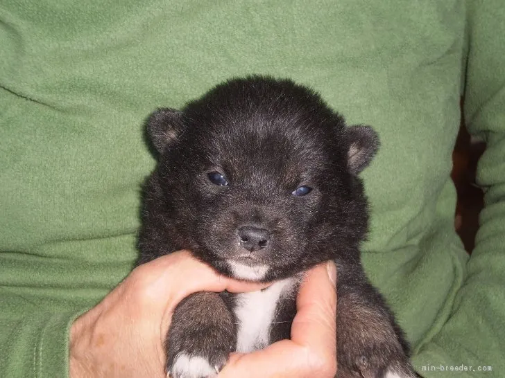 ID:1905-00969の子犬