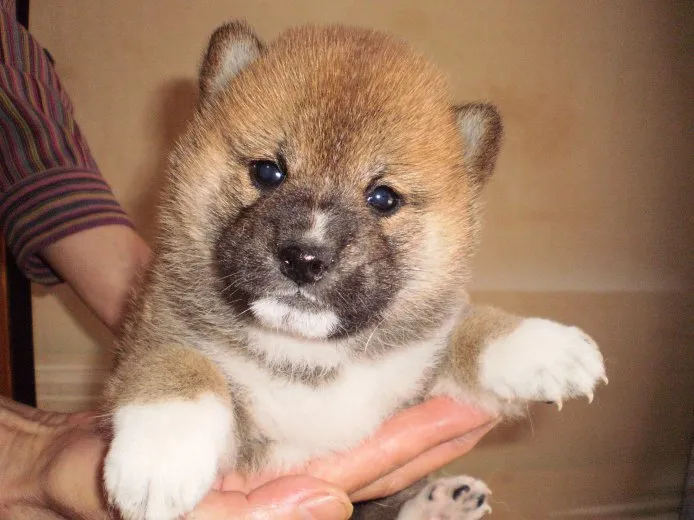 ID:1506-00081の子犬