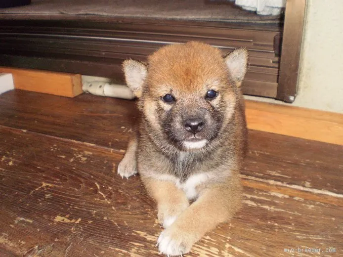 きよみん 様のお迎えした子犬