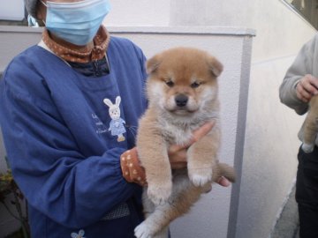 柴犬(標準サイズ)【三重県・男の子・2020年12月5日・赤】の写真「男性観あふれる顔貌です。」