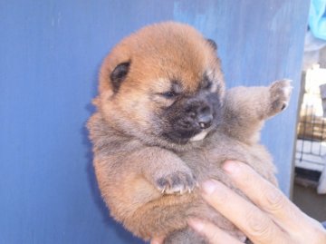 柴犬(標準サイズ)【三重県・女の子・2016年1月13日・赤】の写真「健康状態は良好です。可愛い女の子です。」