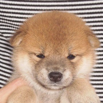 柴犬(標準サイズ)【三重県・女の子・2024年8月3日・赤毛】の写真「優しく人懐っこい性格で可愛い女の子です。」