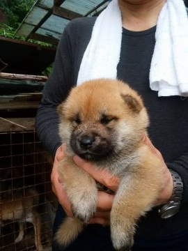 柴犬(標準サイズ)【三重県・女の子・2020年6月7日・赤】の写真「マルマルと福々しく成長しています。」