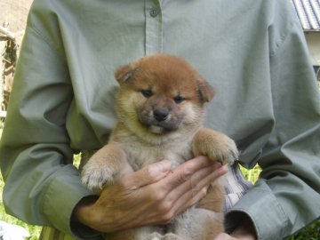 柴犬(標準サイズ)【三重県・女の子・2021年8月27日・赤】の写真「素敵な可愛い女の子です。」