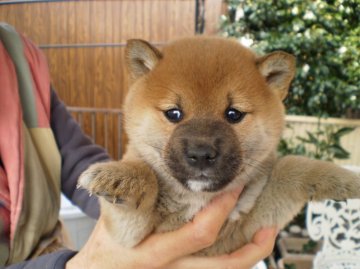 柴犬(標準サイズ)【三重県・女の子・2016年1月13日・赤】の写真「なかなか可愛い女の子です。（健康状態は良好です。）」