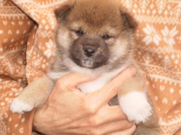 柴犬(標準サイズ)【三重県・男の子・2022年2月5日・赤】の写真「だんだんと明るい赤毛となります。」