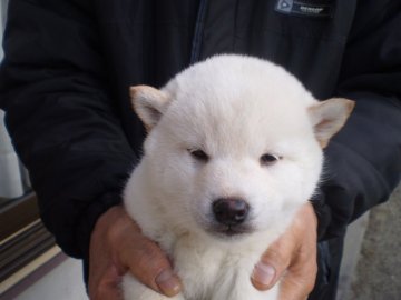 柴犬(標準サイズ)【三重県・男の子・2018年12月13日・白】の写真「清潔感あふれるイケメンの顔貌です。」