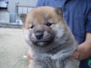 柴犬(標準サイズ)【三重県・男の子・2016年4月21日・赤】の写真「豪快な顔貌です。」