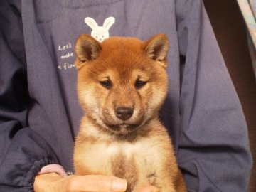 柴犬(標準サイズ)【三重県・女の子・2020年10月5日・赤】の写真「素敵な可愛い女の子です。」