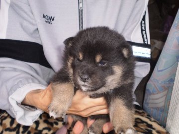 柴犬(標準サイズ)【三重県・男の子・2017年9月14日・黒】の写真「凛々しくたのもしい男性感あふれる顔貌」