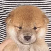 柴犬(標準サイズ)【三重県・女の子・2024年8月3日・赤毛】の写真1「撮影時期8/27日」