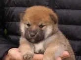 柴犬(標準サイズ)【三重県・女の子・2019年9月20日・赤】の写真2「10月21日　撮影時期」