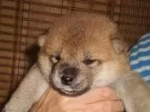 柴犬(標準サイズ)【三重県・女の子・2024年8月3日・赤毛】の写真2