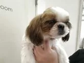 シーズー【大阪府・男の子・2024年11月22日・ホワイト&ゴールド】の写真12