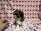 シーズー【大阪府・女の子・2024年11月14日・ホワイト&ゴールド】の写真14