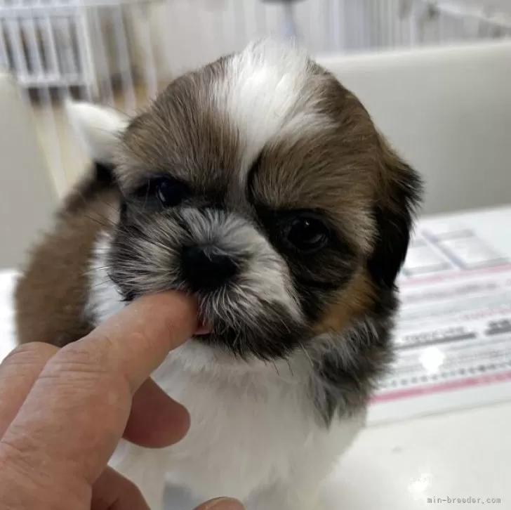 ID：2509-03410の子犬