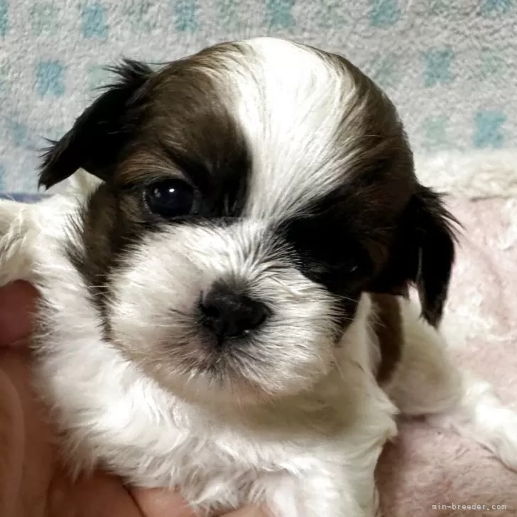 ID:2508-02458の子犬