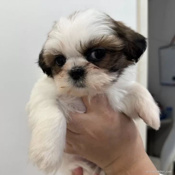 ID：2501-04575の子犬