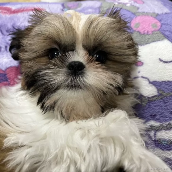 ID:2409-04873の子犬