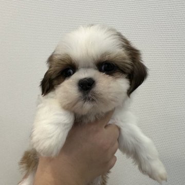 シーズー【大阪府・女の子・2024年12月8日・ホワイト&ゴールド】の写真「貴方を‥‥💕🙇‍♂️」
