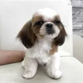シーズー【大阪府・男の子・2024年11月22日・ホワイト&ゴールド】の写真1