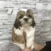 シーズー