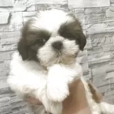 シーズー