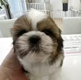 シーズー