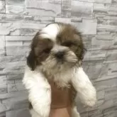 シーズー
