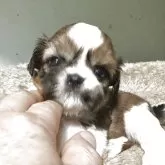 シーズー