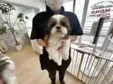 シーズー【大阪府・男の子・2025年7月13日・ホワイト&ゴールド】の写真7
