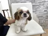 シーズー【大阪府・男の子・2024年11月22日・ホワイト&ゴールド】の写真7