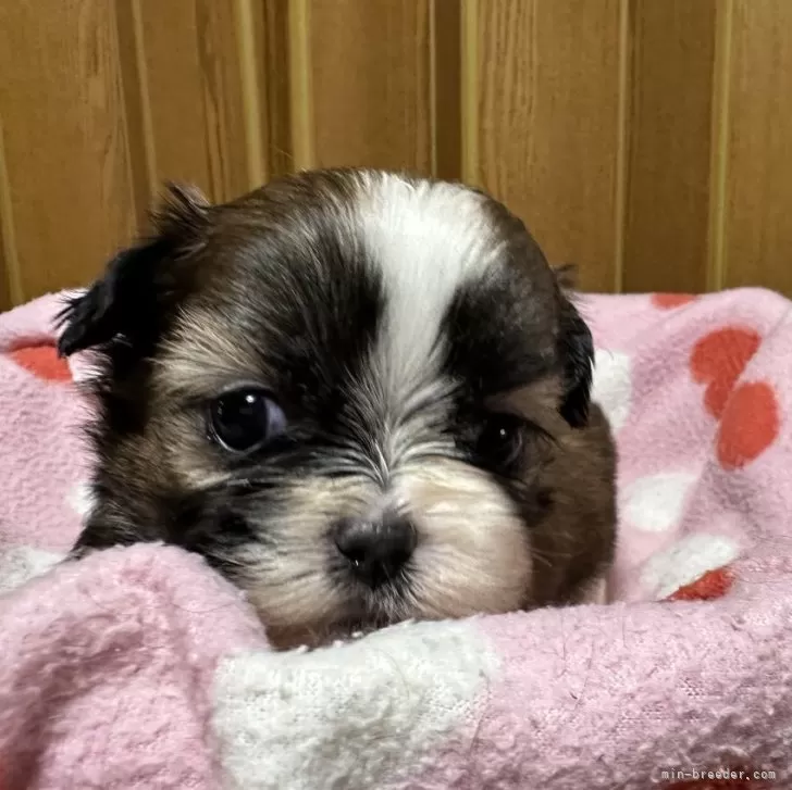 ID：2408-03847の子犬