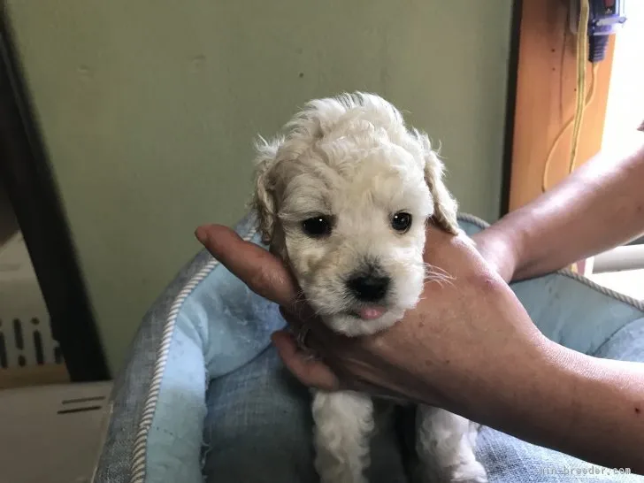 ID:1705-00895の子犬
