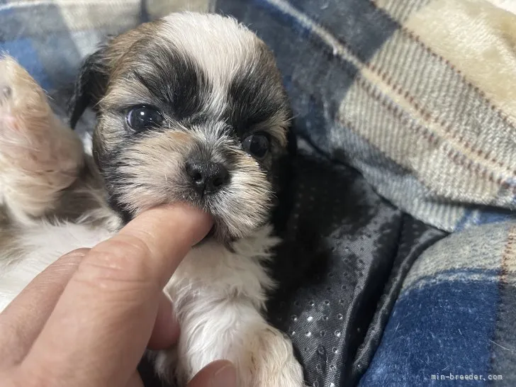 ID:2110-01654の子犬