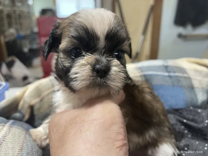 K.K 様のお迎えした子犬
