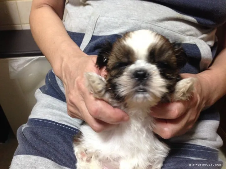 ID:1808-00037の子犬
