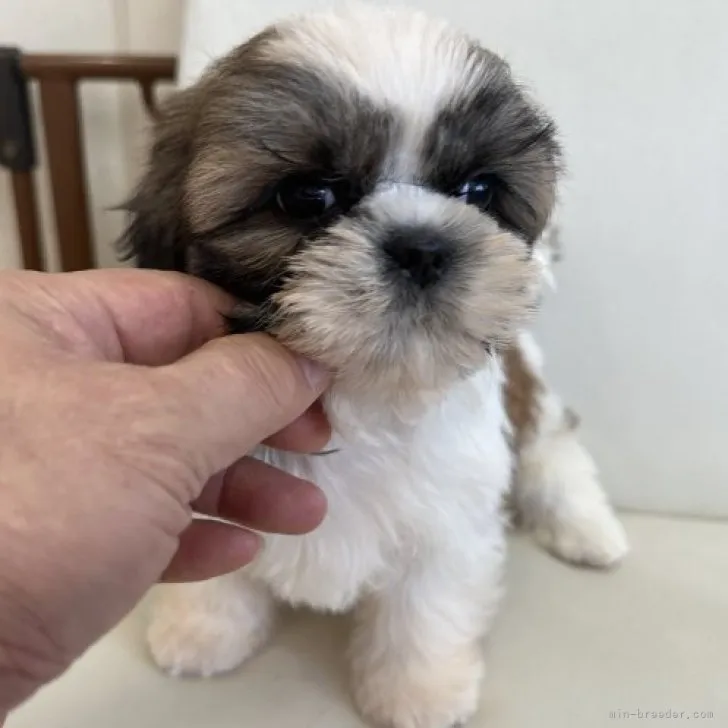 ID:2308-02351の子犬