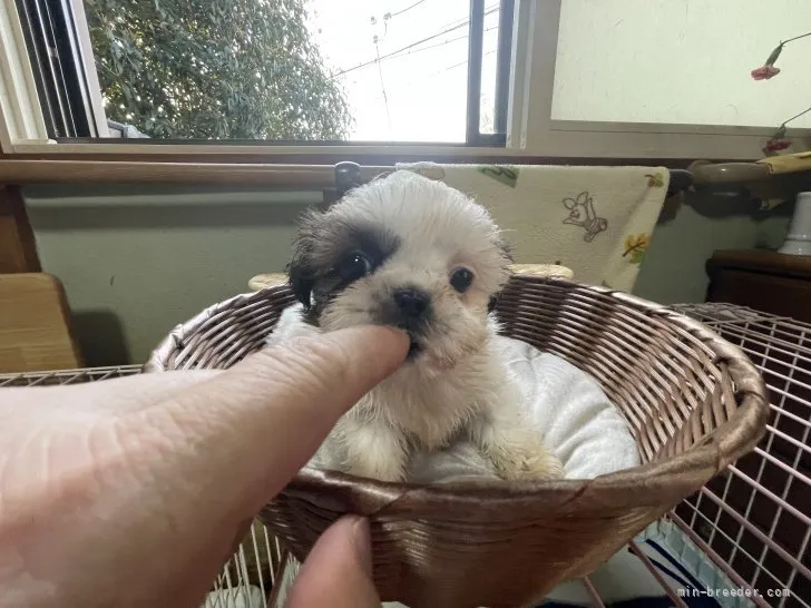 よっち 様のお迎えした子犬