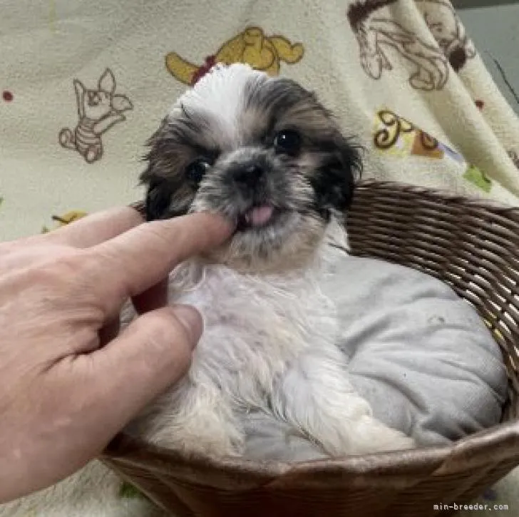 ID：2209-04090の子犬