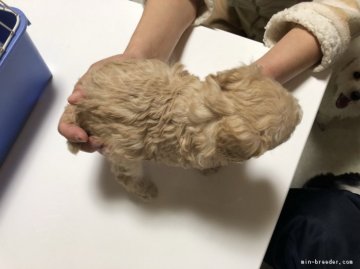 トイプードル(タイニー)【大阪府・男の子・2018年1月14日・ホワイト】の写真「バランスのとれた可愛い子です。♡」