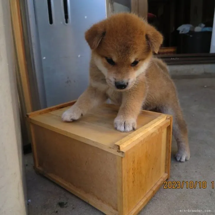 ID:2310-00318の子犬