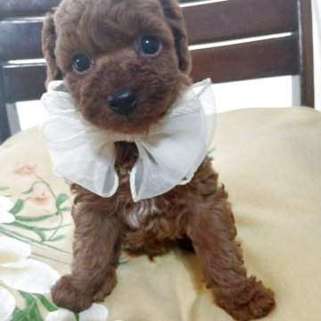 トイプードル(タイニー)【京都府・男の子・2026年2月20日・レッド】の写真「クリクリお目目の
イケメンチャオ」